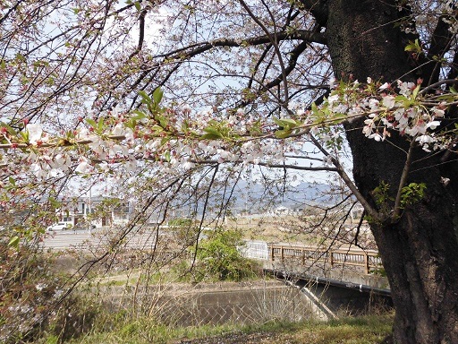 虚空蔵　桜