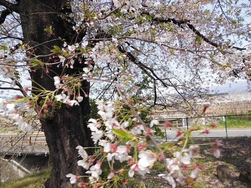 虚空蔵　桜
