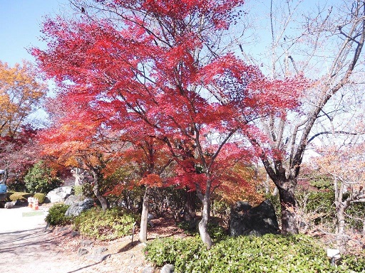 鬼石の桜山