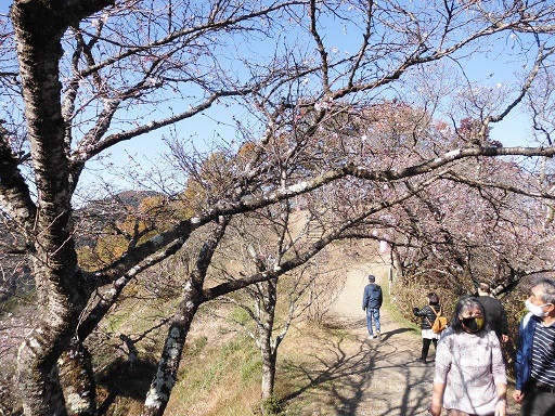 鬼石の桜山
