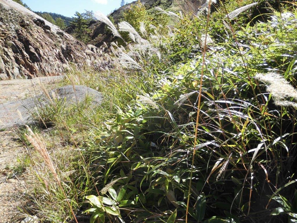 万座温泉・湯畑